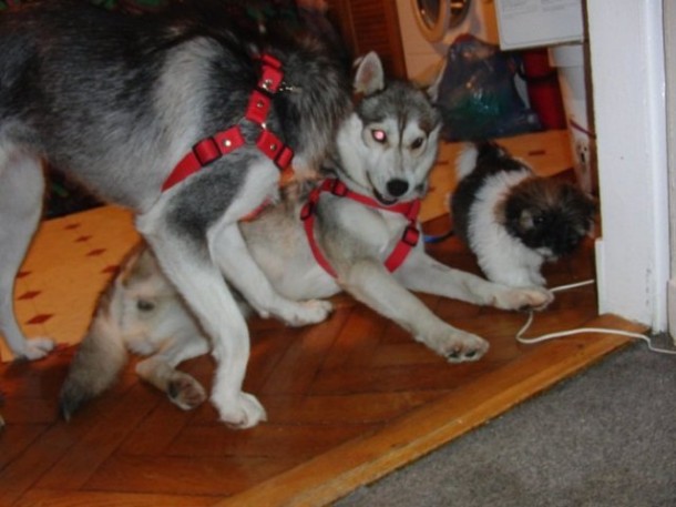 nina i kalina2