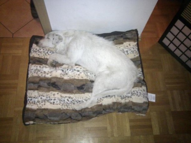 oskar