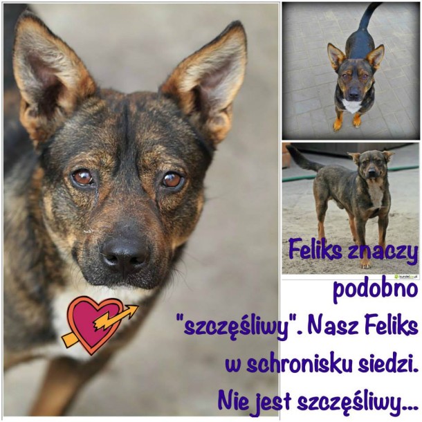 feliks