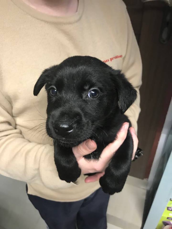 Major – adoptowany