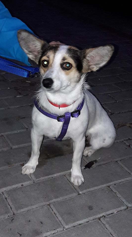 Mela