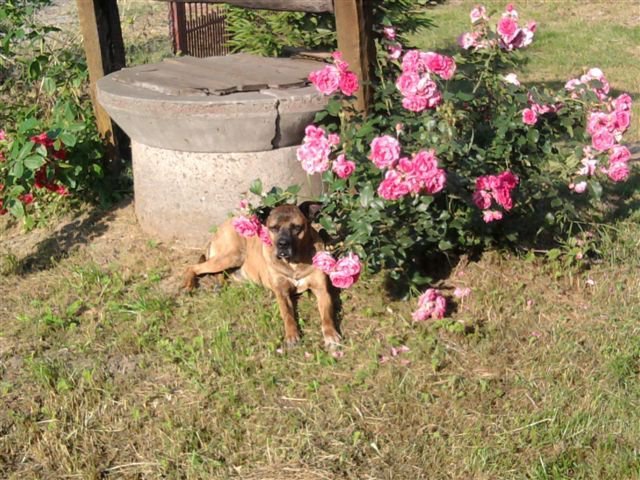 Pysio Pysio