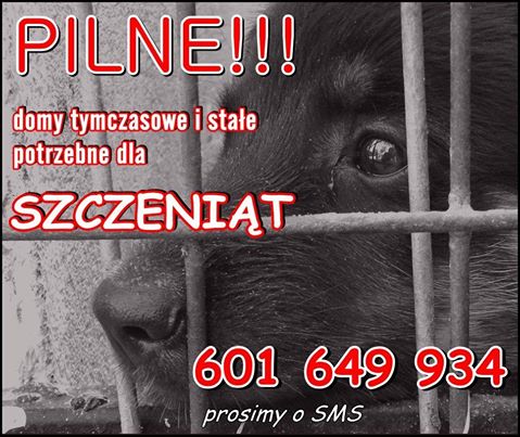 APEL APEL