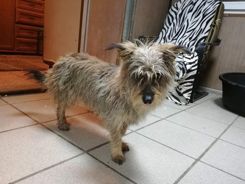 Pusia – adoptowana
