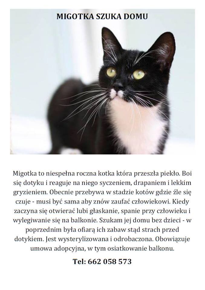 Migotka