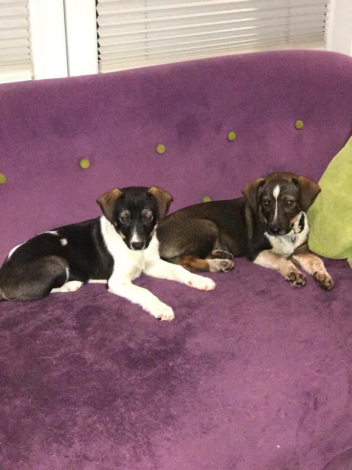 Czesia & Cynia adoptowane